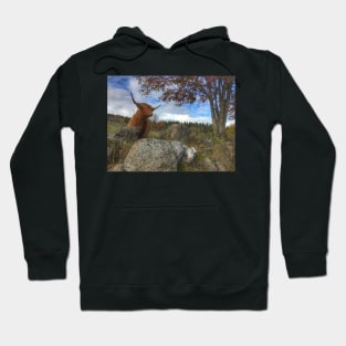 Scottish Highland Cattle Cow 1564 Hoodie